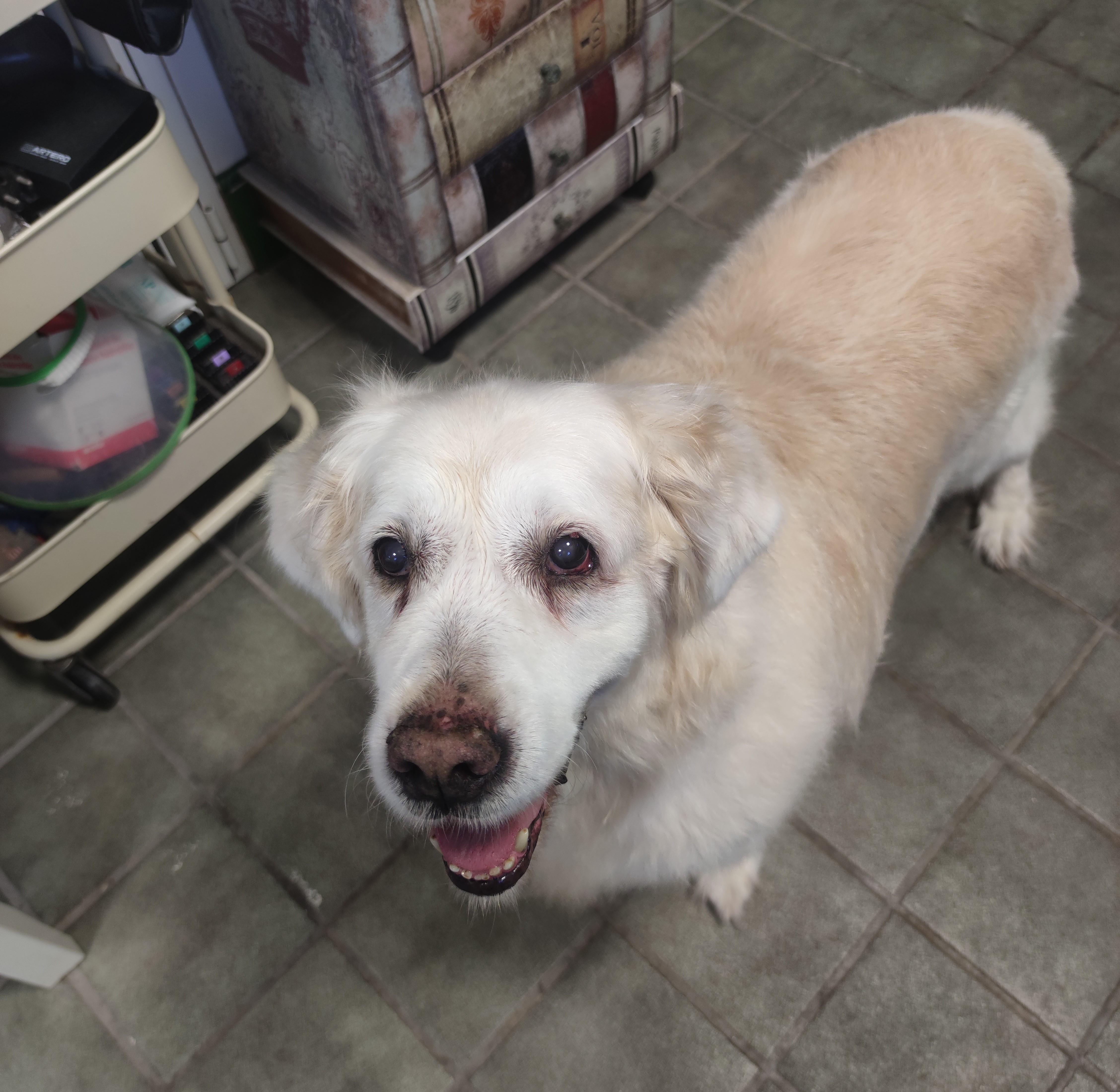Peluquería canina Yolapatitas